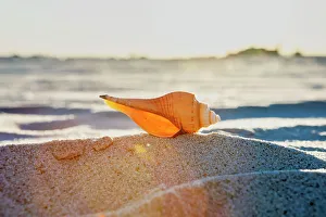 American Beach Scene Impressions: Seashell