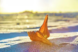 Beach Scene Impressions: Seashells