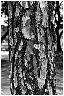 Juillet Impressions: La texture d'un arbre.