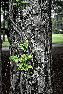 Juillet Impressions: La texture d'un arbre.