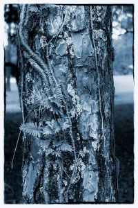 Juillet Impressions: La texture d'un arbre.