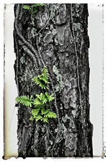 Juillet Impressions: La texture d'un arbre.