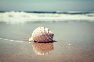 Beach Photography Impressions: Waves and shell on beach