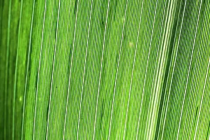 Macro Leaf Photography Impressions: Abstract Macro Detail of a Leaf