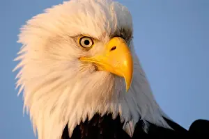 Haliaeetus Leucocephalus Impressions: Bald Eagle