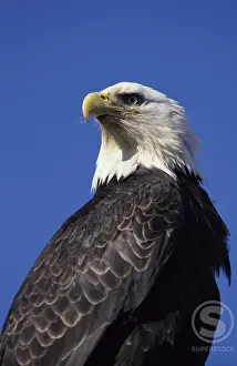 American Bald Eagle Impressions: Bald Eagle
