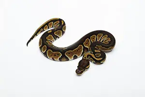Impressions de Python noir à tête noire double hétérozygote albinos fantôme, ou Python royal (Python regius), femelle Boa Impressions: Pyton à tête noire double hétérozygote albinos fantôme