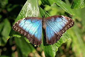 South American Insects Impressions: Blue Morpho, (Morpho anaxibia), South America, Imago