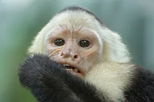 Impression encadrée : Singe capucin