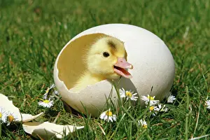 Anatidae Birds Impressions: chick - in eggshell