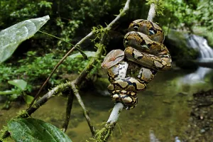 Vue rapprochée dun python reticulé juvénile (Python reticulatus) reposant sur un sapin.