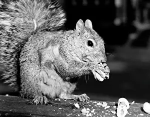 Vintage Animal Photography Impressions: Close up of squirrel