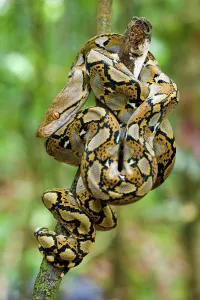 Vue rapprochée dun python reticulé juvénile (Python reticulatus) reposant sur un arbuste.
