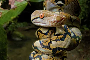 Reticulated Python Impressions: Close-up of juvenile reticulated python (Python reticulatus) resting on sapling