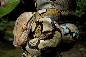 Poisonous Reptile Images Impressions: Close-up of juvenile reticulated python (Python reticulatus) resting on sapling