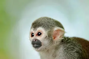 Impressions de Singe à queue de rat commun (Saimiri sciureus), portrait animal, captif, Allemagne, Europe Singe écureuil Commun Impressions: Singe à queue de rat commun (Saimiri sciureus)