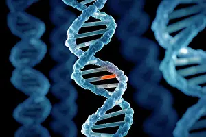 Deoxyribonucleic Acid Impressions: DNA Structure