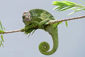 Impressions de Le chameleon Fischer suspendu à un arbre Caméléons Impressions: Le chameleón Fischer accroché à un arbre.