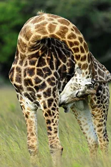 African Giraffe Impressions: Giraffe (Giraffa camelopardalis)