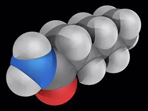 Impressions de Modèle moléculaire de l'hexanamide capronamide, un composé organique amide. Il réagit avec les composés azo et diazo pour générer des gaz toxiques. Les atomes sont représentés par des symboles a Mai Impressions: Modèle moléculaire de l'hexanamide capronamide, composé organique amide.