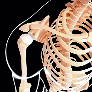 Human Skeleton Anatomy Impressions: Human skeleton, computer artwork