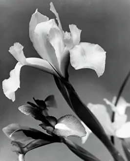Close Up Iris Flower Impressions: Iris