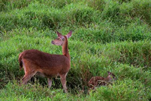 Mauritius Wildlife Impressions: Java Deer. Mauritius