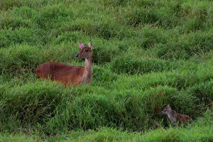 Mauritius Wildlife Impressions: Java Deer. Mauritius