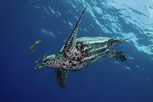 Critically Endangered Animals Impressions: Leatherback Turtle