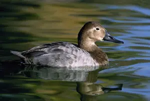 Wild Duck Images Impressions: License this image at https://www