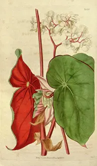 Antique Botanical Artwork Impressions: License this image at https://www