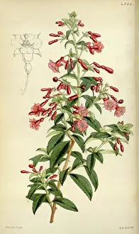 Antique Botanical Illustration Impressions: License this image at https://www