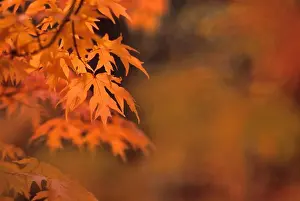 Maple Trees In Autumn Season Impressions: MAPLE TREE IN FALL