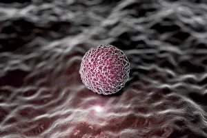 Impressions de Visualisation stylisée à l'échelle microscopique d'une morula humaine Août Impressions: Visualisation stylisée microscopique d'une morule humaine.