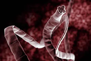 Images datées du 31 août 2012: Visualisation stylisée sous microscope d'un vers à rouleaux (Cestoda).