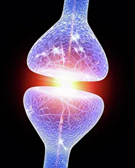 Nerve Synapse Impressions: Nerve synapse. Computer artwork of a junction