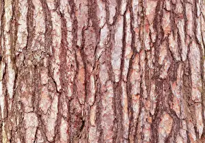 Pine Tree Bark Texture Impressions: Pine tree bark texture. Pine tree bark texture