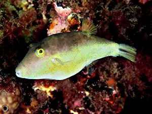 Gran Canaria Marine Life Impressions: Sharphead pufferfish (Canthigaster rostrata)