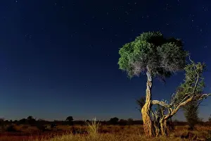 African Flora Impressions: Shepherd's tree, Witgat, Mohlªpi