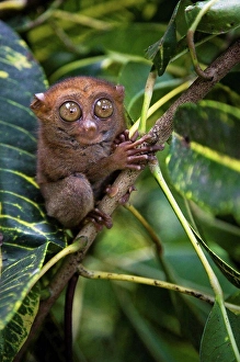 Exotic Wildlife Photography Impressions: Small monkey perched in tree