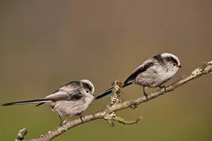 Vogel Impressions: Tailmis tailmis print
