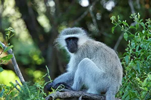 Protected Area In Africa Impressions: Ververt Monkey (Cercopithecus aethiops)