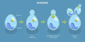 Conceptual Symbolism Impressions: 3D Isometric Flat Vector Conceptual Illustration of Budding Process