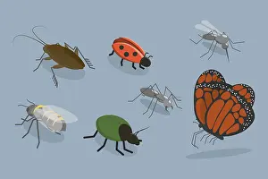 Outdoor Wildlife Photography Impressions: 3D Isometric Flat Vector Set of Insects