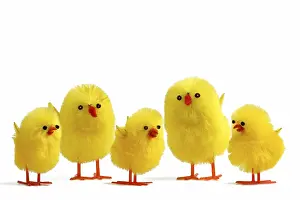 Springtime Decoration Impressions: 5 Easter chicks on white