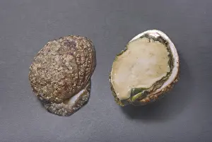 Abalones Impressions: Deux coquilles d'abalone, l'une entière et l'autre découpée.