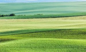 Abstract Summer Landscape Impressions: Abstract pattern of rolling striped fields in summer