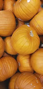 Deserted Farmhouse Scene Impressions: Abstract several pumpkin patch background
