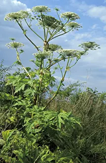 Poisonous Wildflowers Impressions: Acauthus