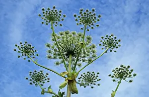 Poisonous Plants Impressions: Acauthus